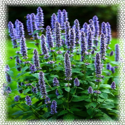 神香草种子牛膝柳薄荷海索Hys