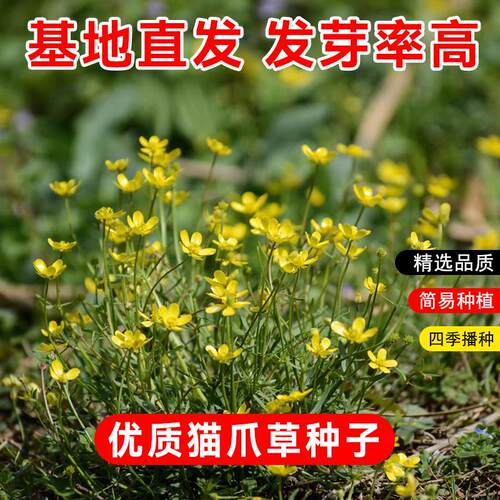 野生新采中药材猫爪草种