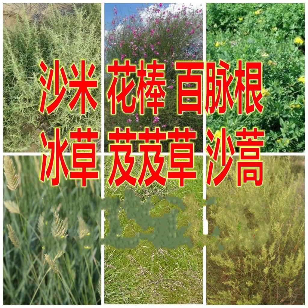 固沙牧草蒿种子芨冰米蓬