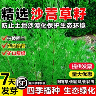 沙蒿种子沙蒿籽沙蒿子防沙固沙牧草草籽固土护坡荒漠牧草种子耐寒