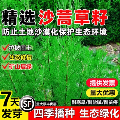 沙蒿种子沙蒿籽沙蒿子防沙固沙牧草草籽固土护坡荒漠牧草种子耐寒