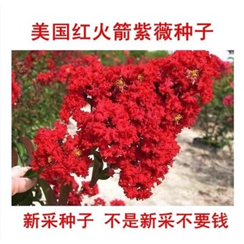 新采紫薇种子 红火箭  百日红 满堂红 绿化树紫薇花树种子