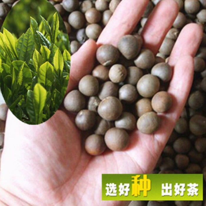 绿茶种子/茶种子/茶树种子/茶叶种子/茶树籽/绿茶籽