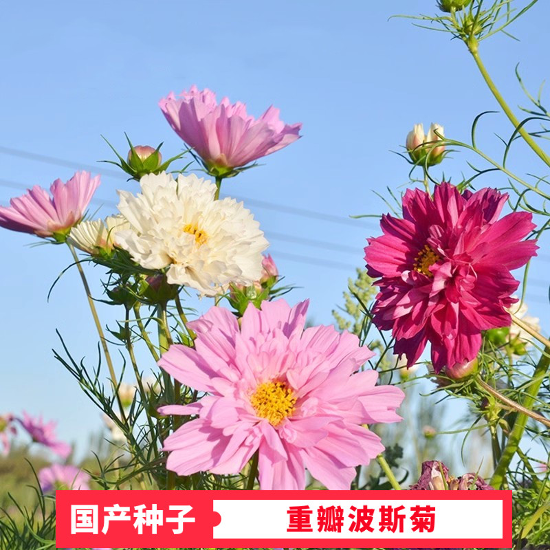 蛋挞波斯菊种子四季易种室外阳台庭院盆栽花种重瓣混色格桑花花籽