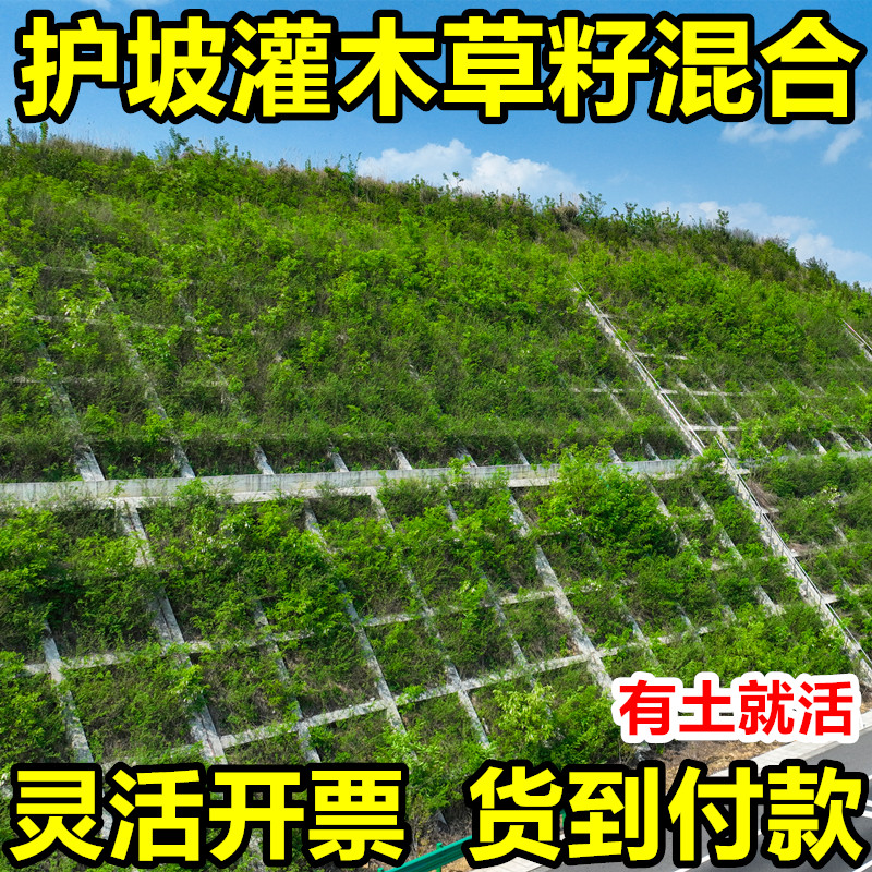 灌木草种护坡固土草籽四季常青边坡绿化草坪耐干旱狗牙根草种籽子