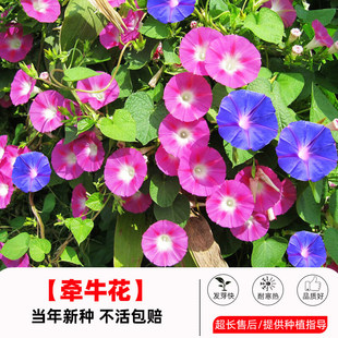 牵牛花种孑重瓣矮牵牛花四季播种开花垂吊喇叭花室内外盆栽花籽子