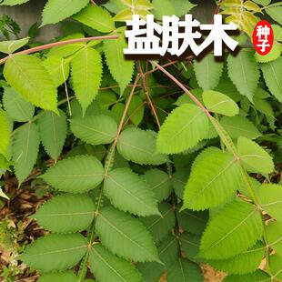 盐肤木种子护坡灌木种子蜜源树种子五倍子种子花木林木苗木种子