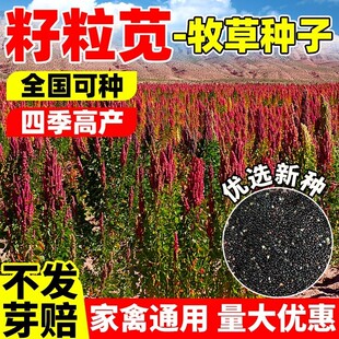 美国籽粒苋种子优质高蛋白牧草种籽千穗谷鸡鸭鹅家禽喜食四季高产