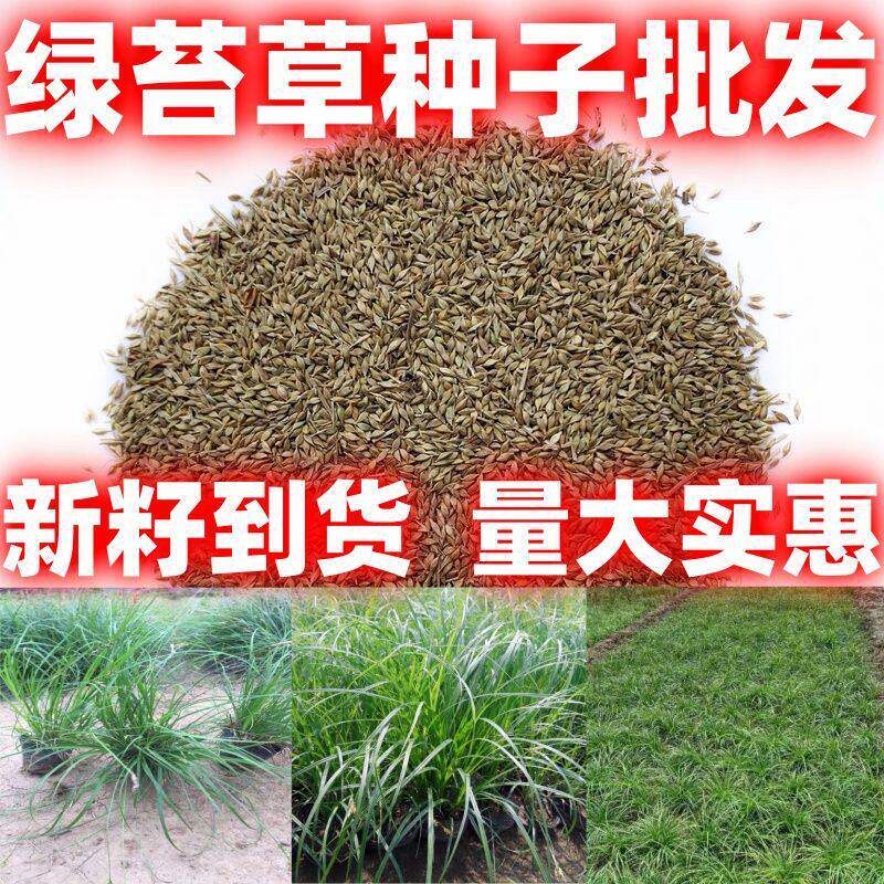 青绿苔草种子多年生景观绿化工程观叶种子四季草坪种籽青绿薹草籽