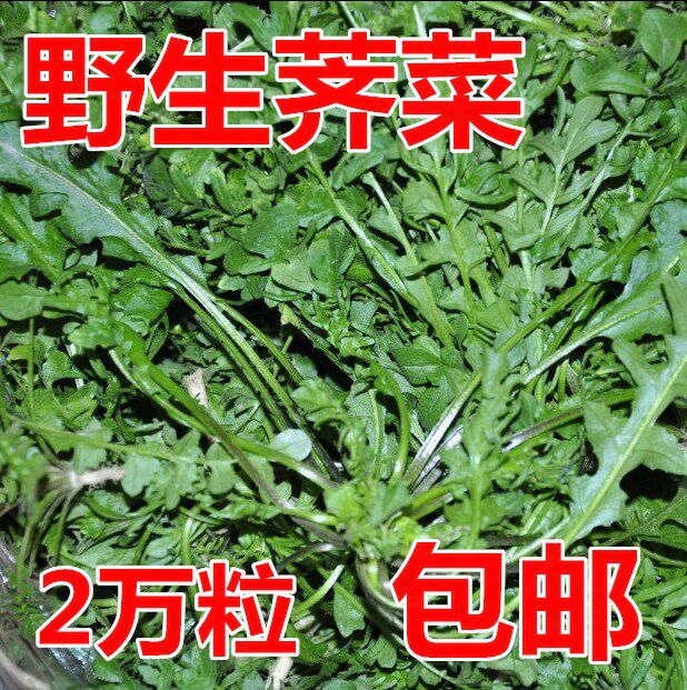 纯野生荠菜种子特农家老品蔬春