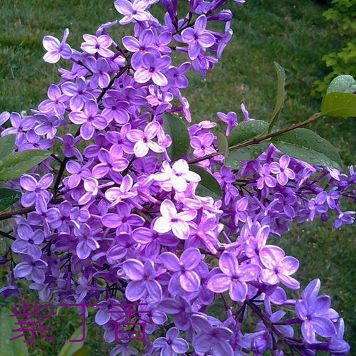 丁香花种子盆栽植物卉庭院