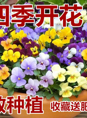 夏天播种耐寒三色堇花子食