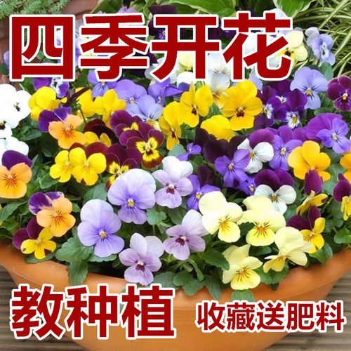 夏天播种耐寒三色堇花子食