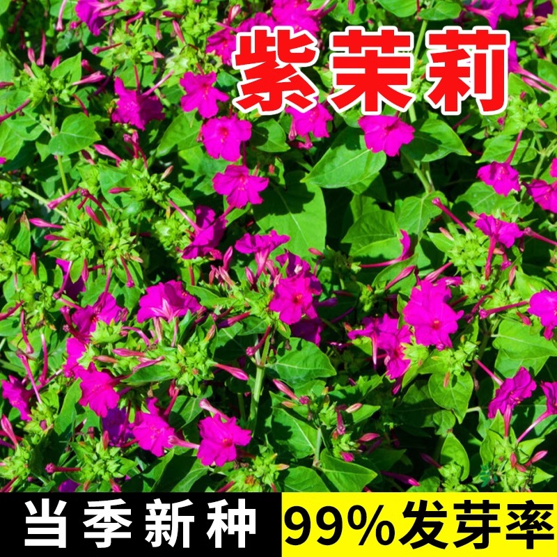 室内外四季易种花色仙