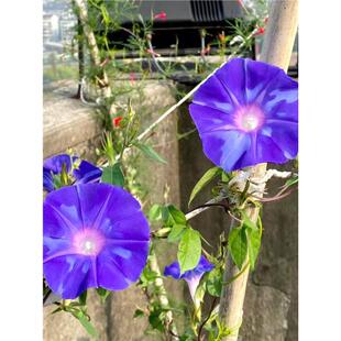 牵牛花种孑喇叭花爬藤宿根美国大牵牛花籽院子护栏马路边好活种子