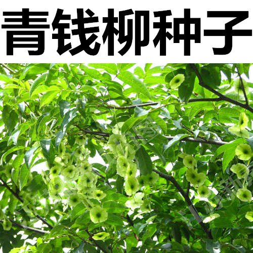 新采金钱柳种子工艺树青林木籽