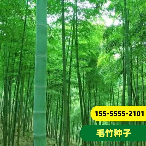 大型毛竹种子青苗刚四季雷食用