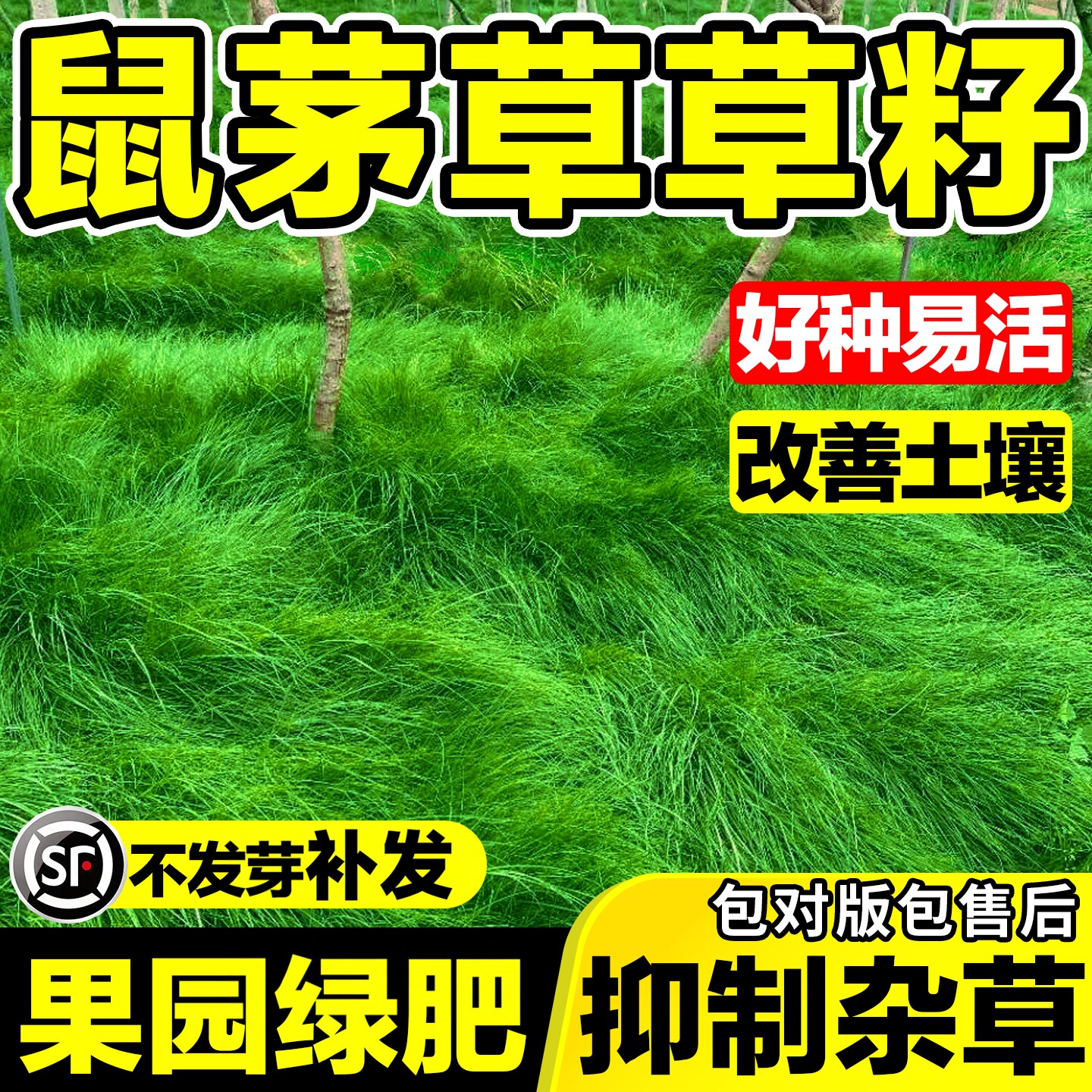 鼠茅草种子国产低成本果园生草栽培抑制杂草增肥保湿改善果园气候