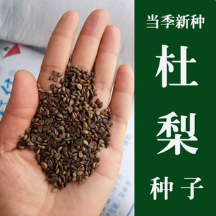新采杜梨种子 棠梨树种子 嫁接梨树砧木 海棠梨 野梨籽 梨树种子