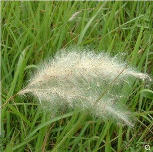 野生茅草花 白茅根草花 白茅草种子 白茅花 丝茅花 白茅根种子