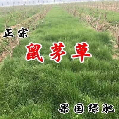 鼠茅草种子果园绿肥坪四