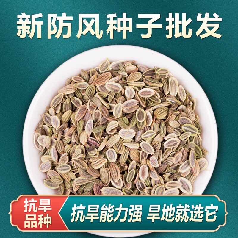 中药材防风种子特级防风种籽野生关防风种子春四季种植新鲜防风苗
