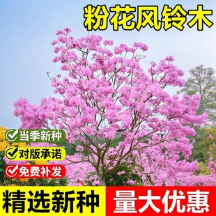黄花风铃木种子黄钟木绿化林木树种籽林木红花风铃木风景树种