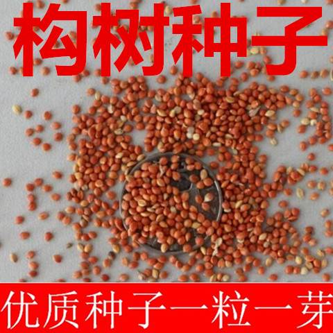 新采构树种子 杂交构树种子 诸树种子假杨梅种子免运费