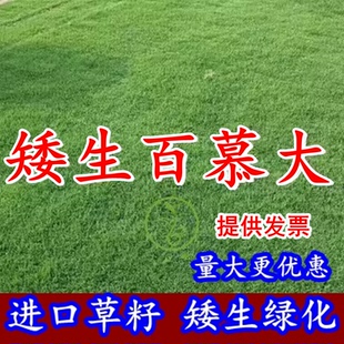 矮生百慕大草籽四季耐践踏草皮草籽绿化草坪种子足球场草种籽