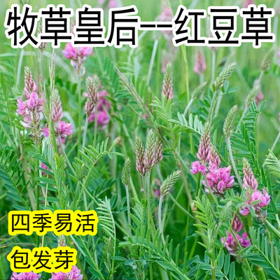 红豆草无芒雀麦种子披碱茅