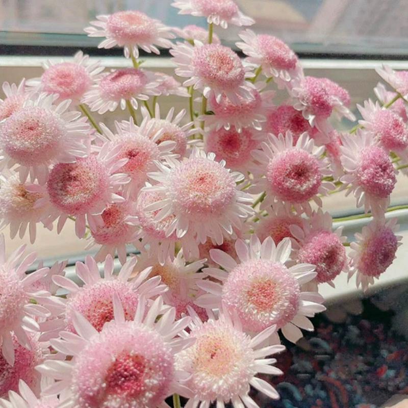 小雏菊花种子盆栽四季开易