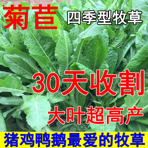 将军大叶菊苣草种籽养殖四