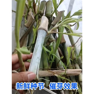 台湾甜象草3号种节无毛耐寒巨菌草种子新型皇竹草四季多年生牧草