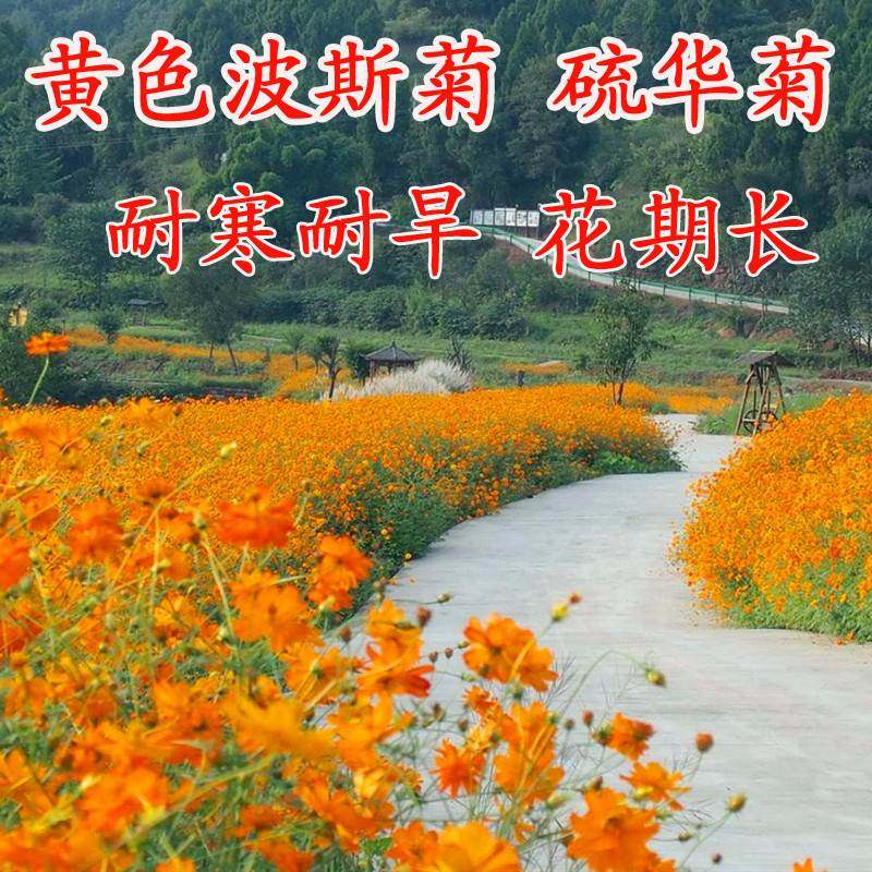 硫华菊种子黄色波斯菊花种子黄秋英波斯菊格桑花种硫化菊庭院花籽