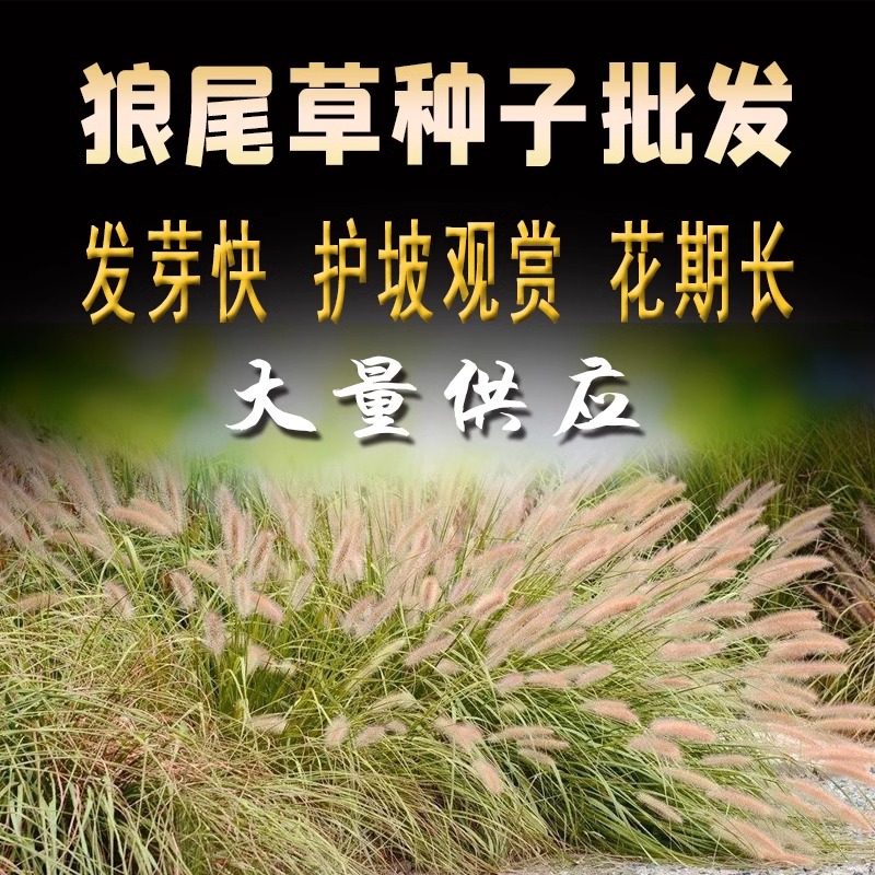 狗尾巴草种子牧草护坡观赏狼尾草种子 美观四季易种芮草种子