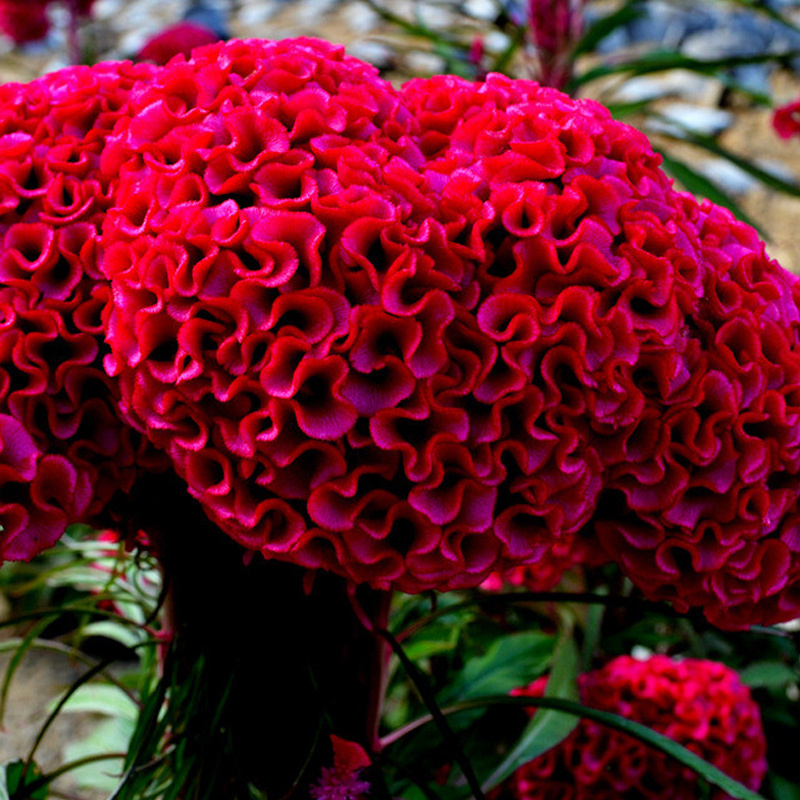 【巨型鸡冠花种子】球状髻