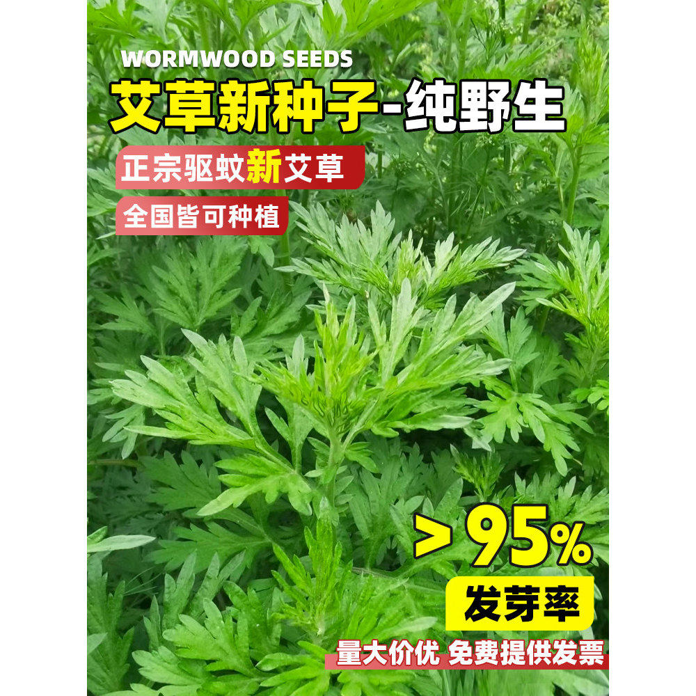 艾草种籽食用青团艾叶野生药用大叶种子驱蚊艾蒿阳台庭院四季种植