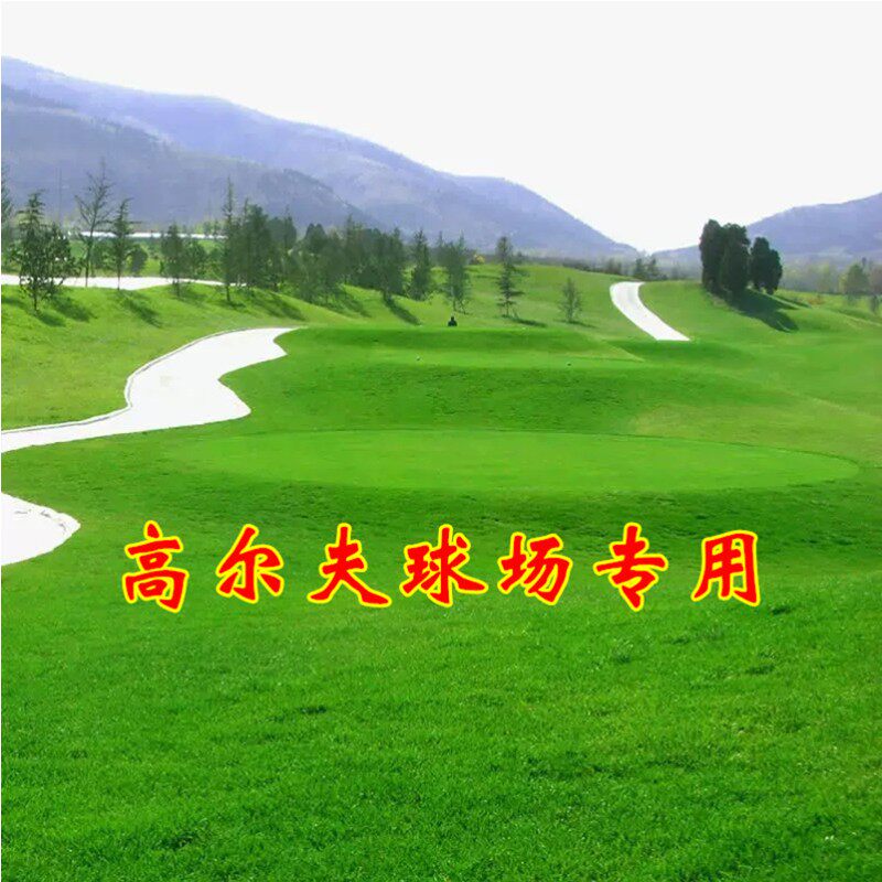 匍匐剪股颖A4种籽低矮高尔