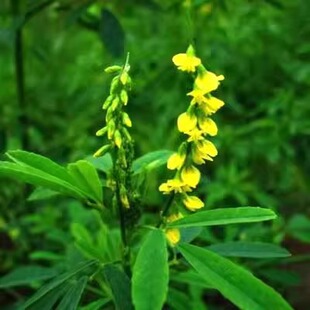 草木樨种子 草木犀 蜜源植物 黄花草 牧草型 绿肥 耐寒耐贫瘠草籽