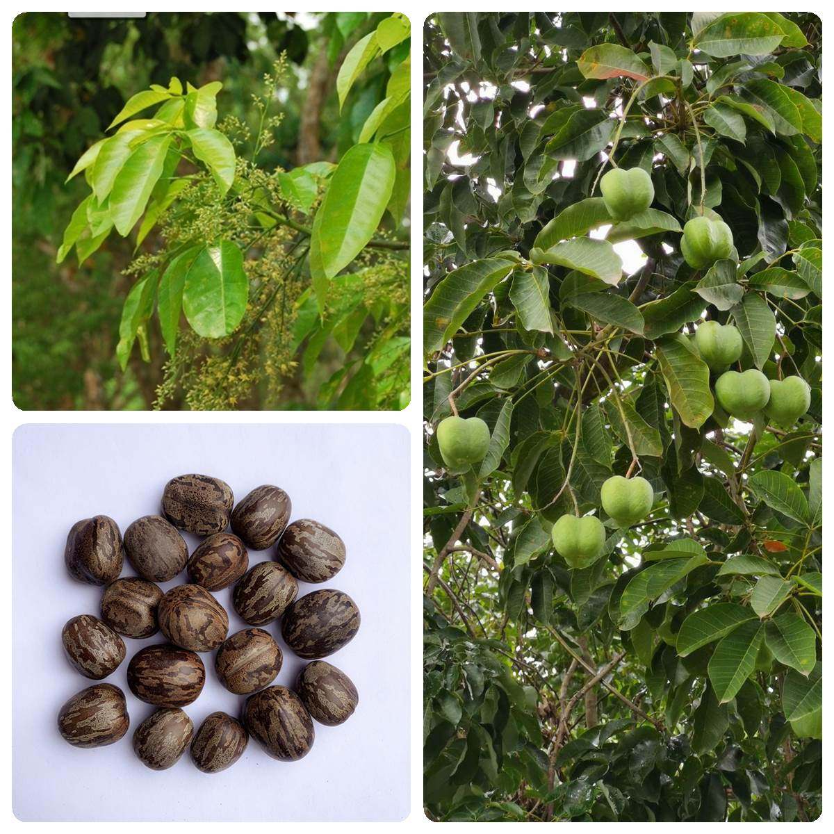 橡胶树种子林木种籽三叶橡胶树种子三叶胶树种籽胶树种子四季播种