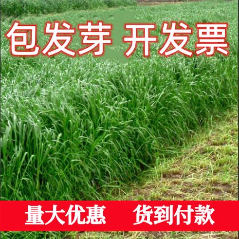 进口耐寒牧草种子多年生黑麦草种子四季常青鸡鸭鹅猪牛羊鱼草种籽