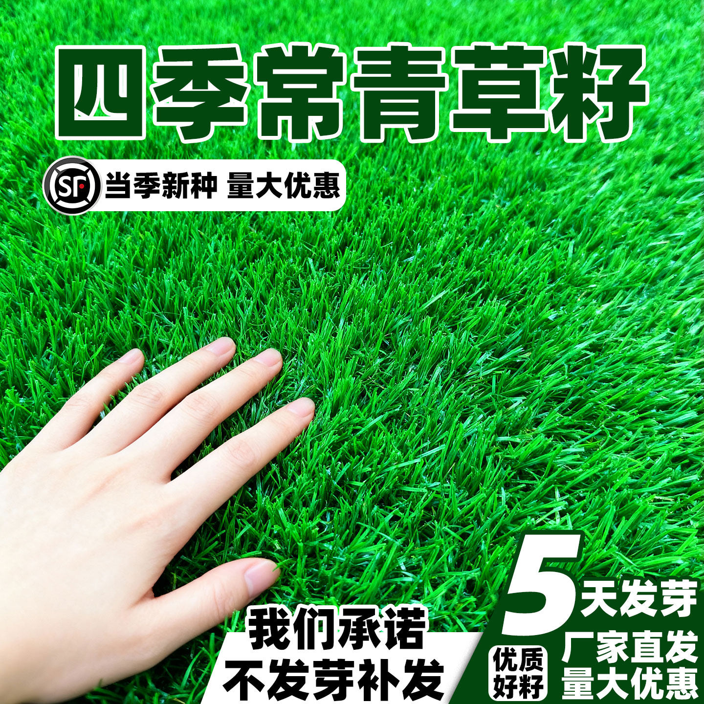 草坪草籽地毯草庭院绿化草皮种子