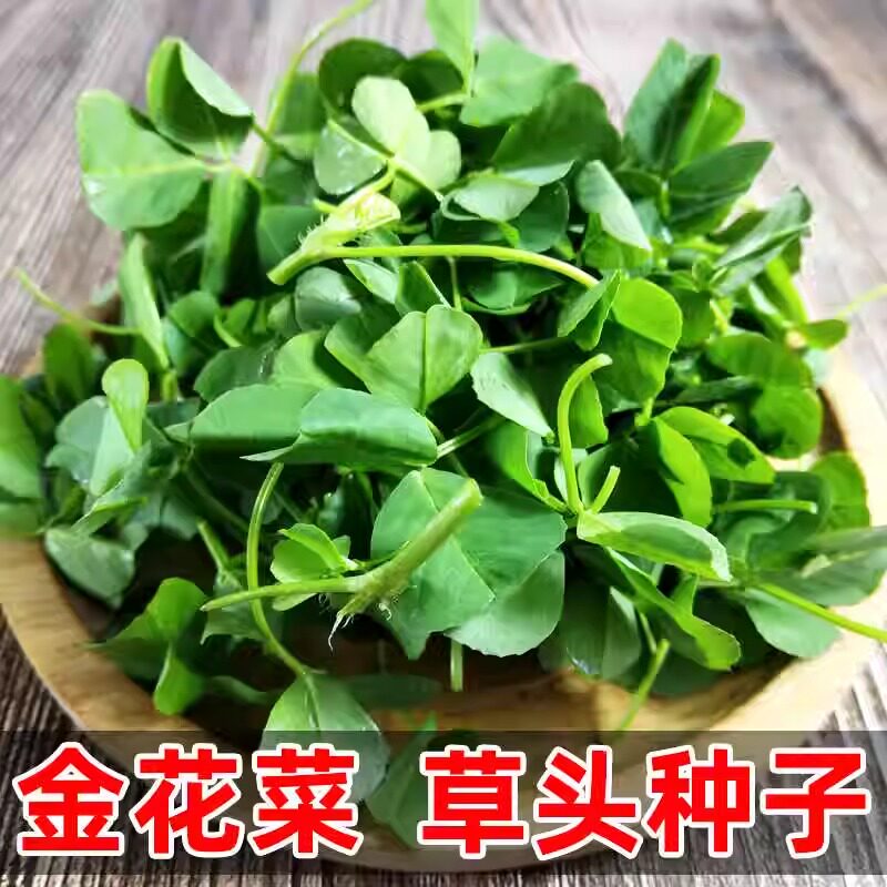 草头种子金花菜种籽春秋播种大叶黄花上海特产多年生蔬菜籽种