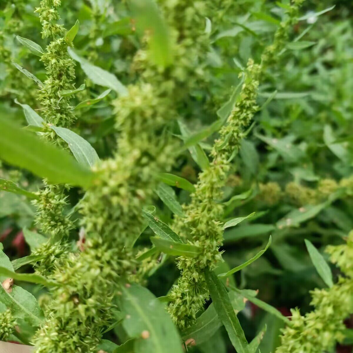 戟叶酸模种子 茎多分枝 老技木质 叶簇生 生长海拔高或沟谷种籽