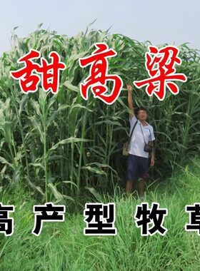 牧草种子南北方型大力士甜