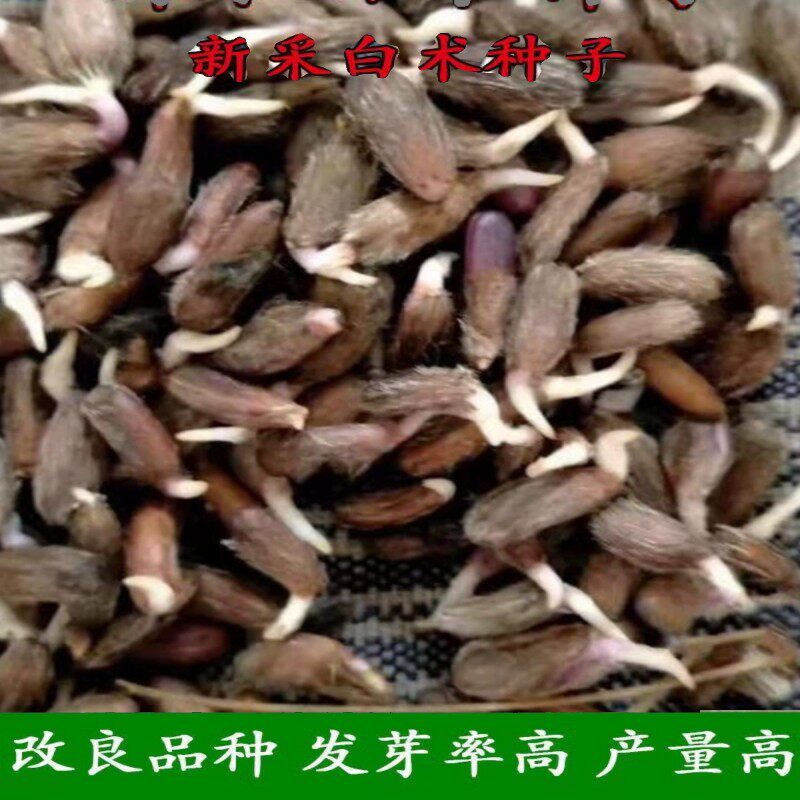改良白术种子药材产量高中药材种子药材种子白术种籽秋季播种