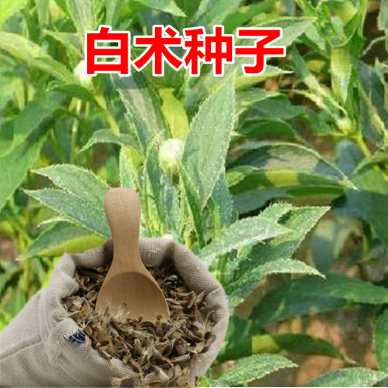 白术种籽改良白术种籽高产中药材种子中药材种植秧苗新产药材种子