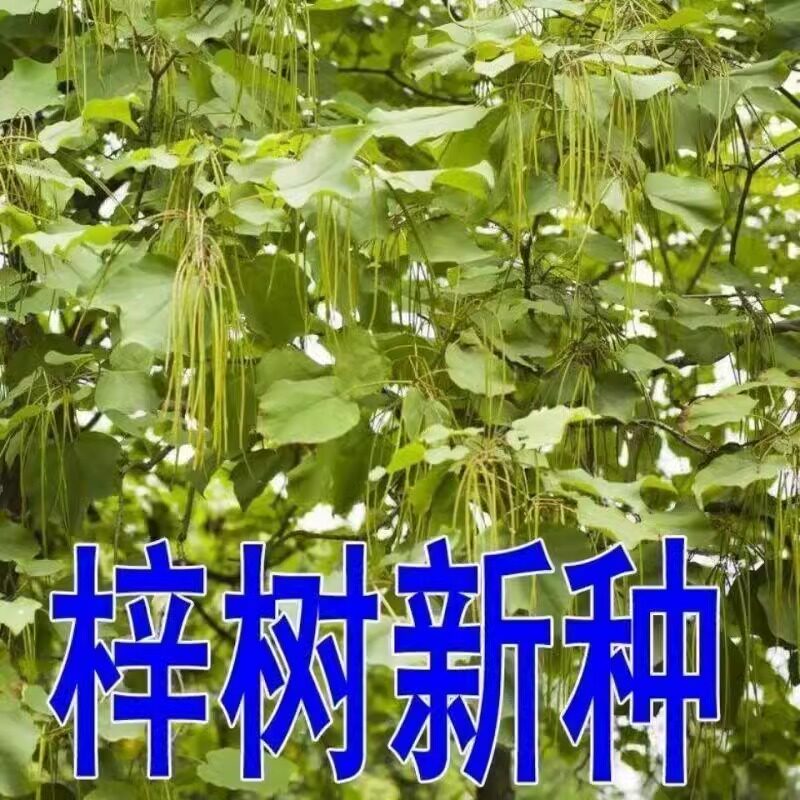 出售新采林木树籽 梓树种子 别名楸树种子 秋树四季可播简单易种