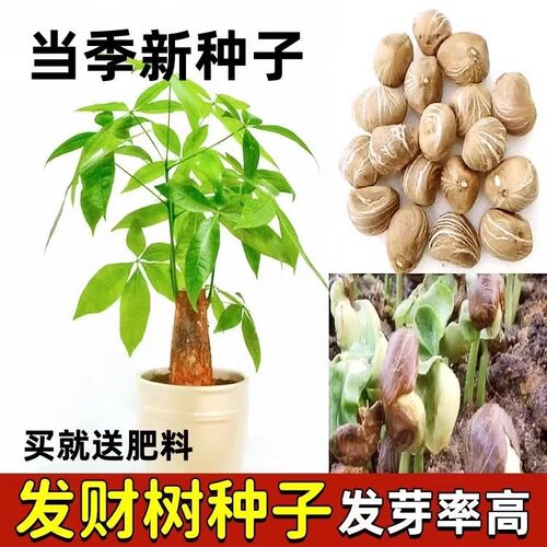 花色仙发财树种子招财树种子