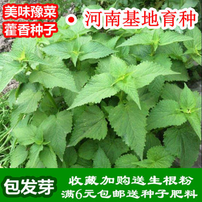 藿香种子五叶鱼草大茴籽菜食用